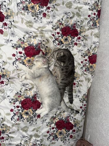 сколько стоит кролик домашний: Кошка даром: Скотиш Фолд (Шотландская вислоухая), 8 месяцев, Девочка, Приучена к лотку
