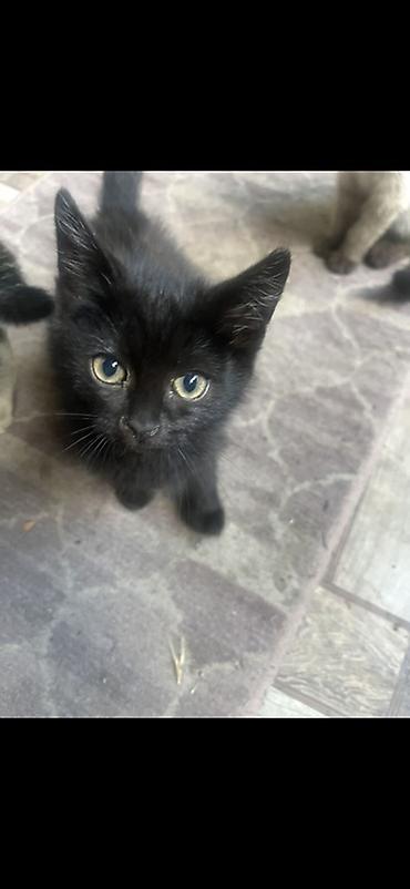 Продажа кошек: 🏡 КОТЯТА ИЩУТ ДОМ! 🐾❤️ Два замечательных малыша — чёрный котик и — 17