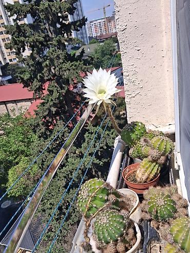 cilədağı bitkisi qiymeti: Kaktuslar. Hamısı birlikdə 10₼ satılır — 1