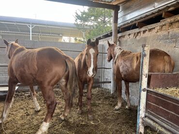 Лошади, кони: Продаю | Кобыла (самка) | Для разведения | Племенные — 6
