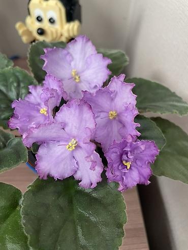 Фиалки и глоксинии: Фиалочки!!! Продам: 1. Укорененные черенки стандартных сортовых — 2