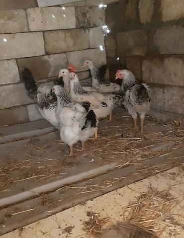 quban toyuqlari: Serebrist toyuqlar 3 aylıqdılar bütün dərmanlar verilib — 1