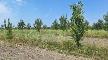 Torpaq sahələrinin satışı: 508 sot, Kənd təsərrüfatı, Kupça (Çıxarış) — 14