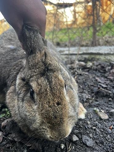 Кролики: Продаю | Крольчиха (самка), Кролик самец, Крольчата | Для разведения — 1