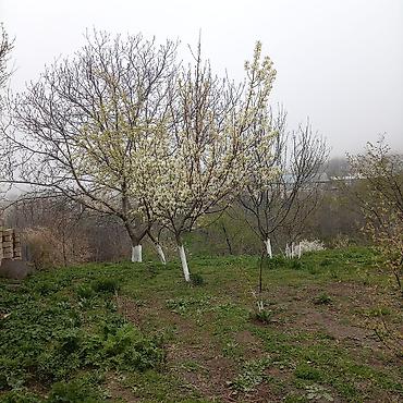 Torpaq sahələrinin satışı: Kənd təsərrüfatı — 20