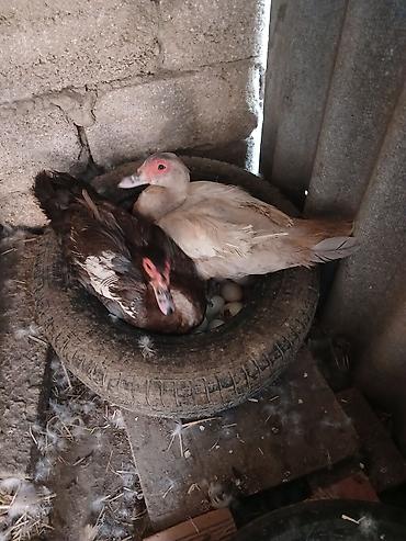 cucə yuvası: 2 si birlikdə yatanların bu gün çıxım günüdü - Cins: Muscovy — 1