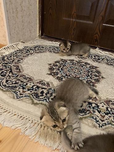 pers pisiyi: Şotland yastı qulaq, Ödənişli çatdırılma — 1
