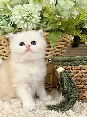 Pişiklər: Britan, Erkək — 9