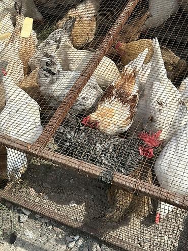собаки самки: Продаю | Куры, Петух | Домашняя, Полубрама | Для разведения, На забой, Несушки — 8