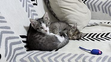 котята скоттиш страйт: Кошка даром: Беспородная, 2 месяца, Девочка — 3