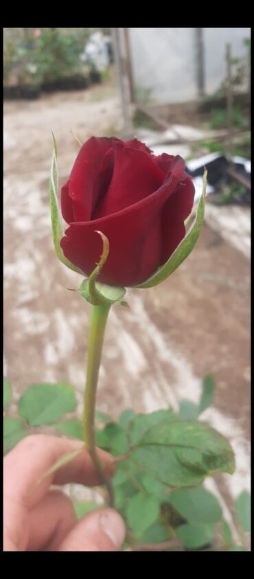 Tinglər: Məhsul: Gül kolları (gül tingləri) - Növlər və rənglər: - — 6