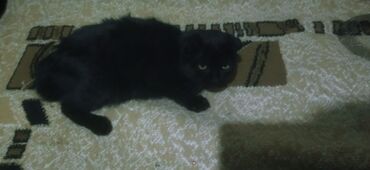 кошки в добрые руки: Черная домашня вело ухоя кошка. Короткая блестящая шерсть, плотное