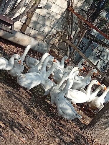 возьму породистого котенка в дар: Ağ rəngli ev qazları – bir sürü

hamisi bir yerdə 30az