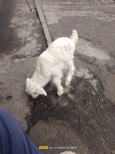 Козы, козлы: Продаю | Козлёнок | Для разведения — 16