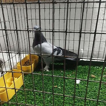 Другие с/х животные: Породистые декоративные голуби. Описание: - Порода — 15