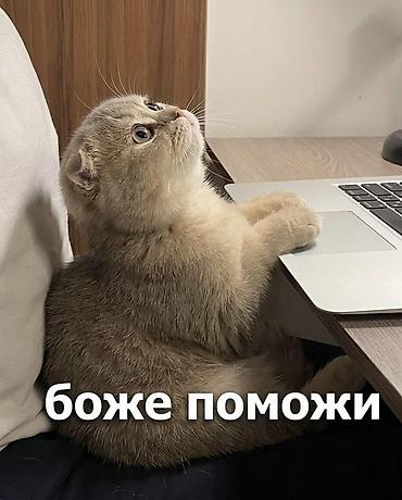 электрик кипиа: Ищу работу девушка славянской внешности 21 год — 1