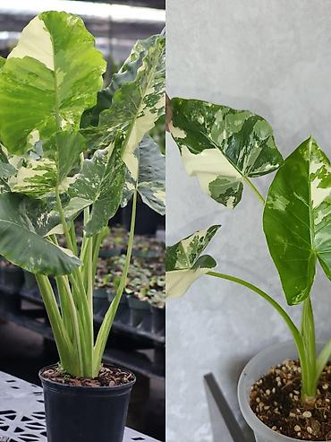 пантера котедж сливы: Комнатные растения – коллекция декоративно-лиственных сортов - — 9