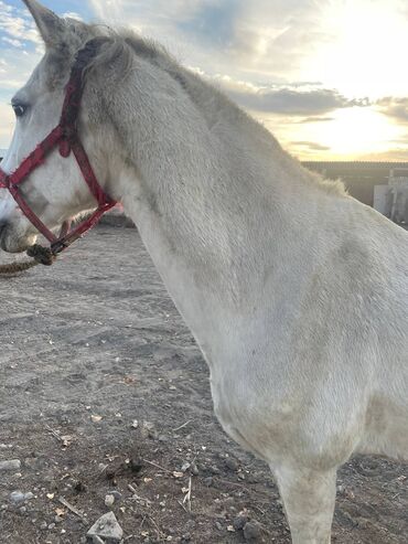 Лошади, кони: Продаю | Кобыла (самка) | На забой — 7