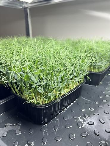 Микрозелень: Микрозелень в Бишкеке Горох подсолнечник, брокколи, горчица, редис — 2