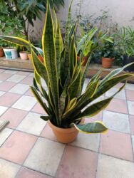 otaq qapları: Sensafiya. Qilinc Gulu. Ag Gul acir. Boyu 1 Metr Artix. Ruzili Guldu