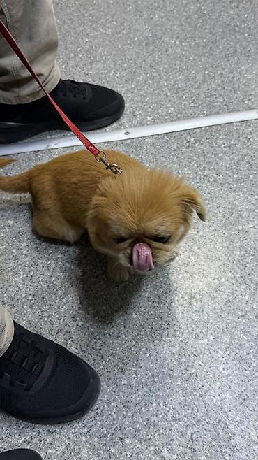 itlər xaski: Pekines — 3