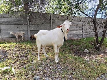 Козы, козлы: Продаю | Козёл (самец) | Зааненская | Для разведения | Племенные, Осеменитель — 3