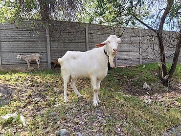Козы, козлы: Продаю | Коза (самка), Козёл (самец), Козлёнок | Зааненская, Битал | Для разведения, Для молока | Племенные, Котные, Осеменитель — 22