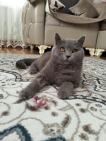 yaz pişiyi: Britan, Erkək, Cütləşmə üçün, Ünvandan götürmə — 1