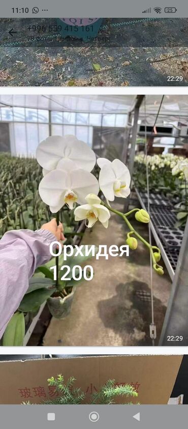мебель на прихожку: Орхидея фаленопсис, белая. - Эффектные крупные цветы с нежно‑желтым