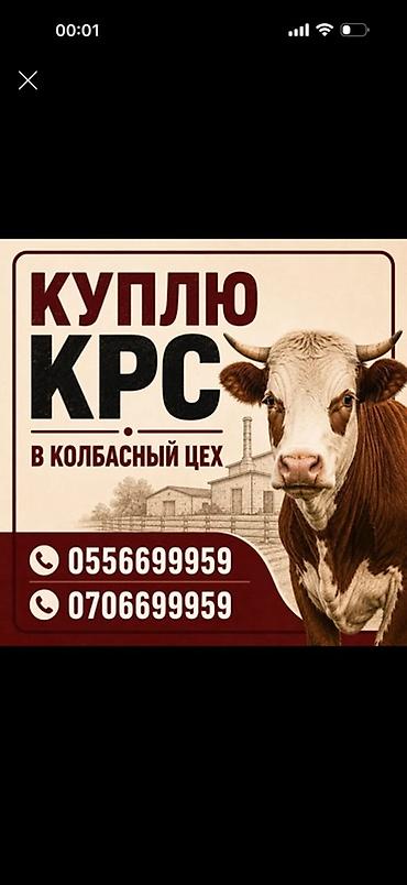 С/х животные и товары: Приём и выкуп скота для колбасного цеха. Что принимаем: - КРС — 3