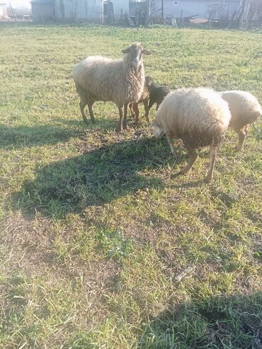 Qoyunlar, qoçlar: 1ci 2ci 4cü qardilar 470 deylir balali cidi şexsler zeng vursun -da lalafo.az — 1 Qoyunlar, qoçlar: 1ci 2ci 4cü qardilar 470 deylir balali cidi şexsler zeng vursun — 1