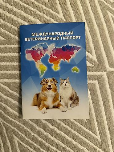 помощь животным: Амстафф, 1 год, Самка, С прививкой, С родословной — 5