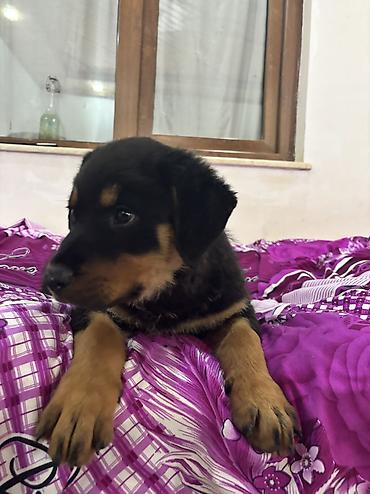 İtlər: Rotveyler, 2 ay, Dişi — 6