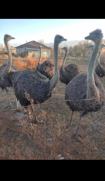 мел для животных: Продаю страусы 2 годовалые