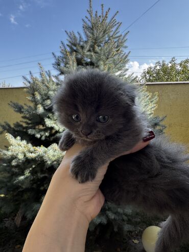 котенок токмок: Скотиш Фолд (Шотландская вислоухая), 1 месяц, Девочка, Серый