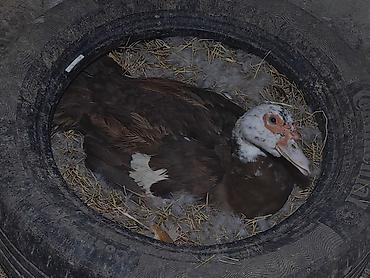 ordəylər: Salam hər kəsə! Əlimdə Bronze Muscovy Duck və Chocolate Muscovy Duck — 6