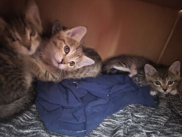 бенгальская кошка домашняя: Молодые, игривые и ласковые котята ищут дом. У них полосатая шерсть