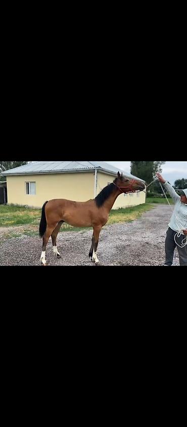 обмен на жеребец: Продаю | Жеребец | Полукровка | Конный спорт — 2