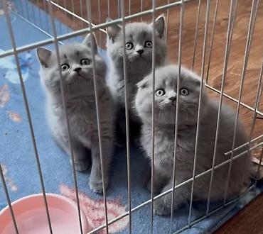 Pişiklər: Britan — 5