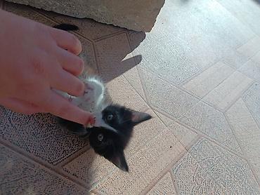 отдам котят: Самец, Самка, В добрые руки, Самовывоз, Бесплатная доставка — 5