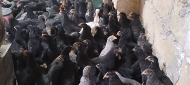 Digər quşlar: Ya Allah. Salam Hər vaxtınız xeyir! 6 Noyabr 2025 ci ildən — 7