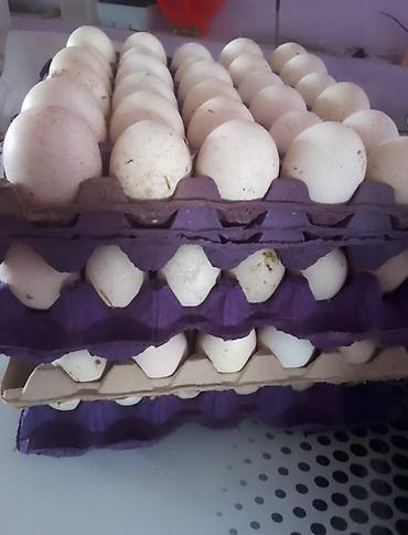tutuquşu satılır: Dişi, Kanada, Yumurtalıq, Pulsuz çatdırılma, Ödənişli çatdırılma — 5