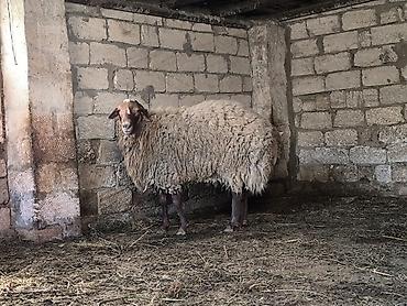 Mal-qara: Damazli qoc bir yas yarimliq — 6