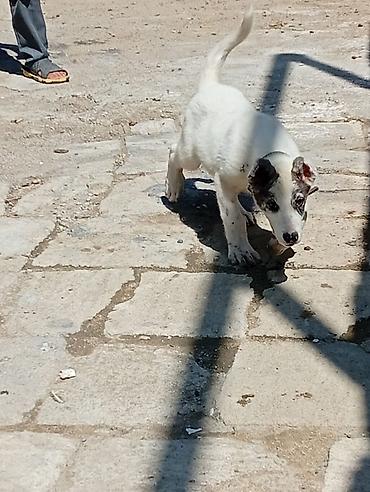 jersey cinsi: Balaca it balası – ağ tüklü, qulaqlarında və göz ətrafında boz-çəpgöz — 4