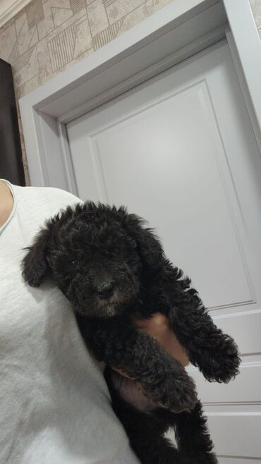 İtlər: Pudel, 2 ay, Erkek — 7