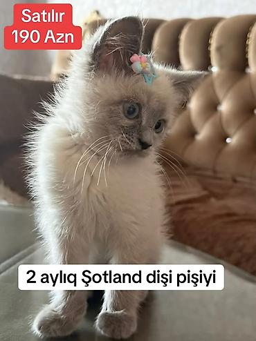 pisik satilir: Şotland, Dişi — 1