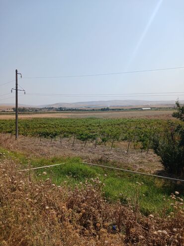 mingəçevirdə torpaq satılır: 200 sot, Kənd təsərrüfatı, Mülkiyyətçi, Kupça (Çıxarış)