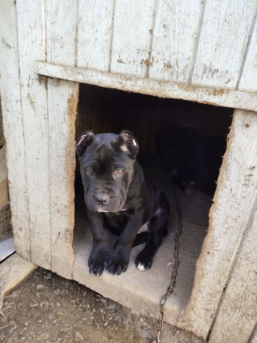 İtlər: Kane-Korso, 3 ay, Sənədli, Ödənişli çatdırılma, Ünvandan götürmə, Rayonlara çatdırılma — 10