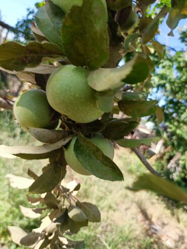 Продажа домов: Дом, 300 м², 4 комнаты, Собственник, Косметический ремонт at lalafo.kg — 20 Продажа домов: Дом, 300 м², 4 комнаты, Собственник, Косметический ремонт — 20