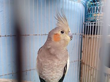 lələkli heyvanlar: Nimfa (cockatiel) tutuquşu – sultan toyuğu cinsindən, başında xas — 2